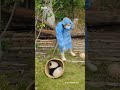 收团子了一筐一个🤣 大熊猫 cutepanda panda funny cure animals cr. 开饭了大熊猫