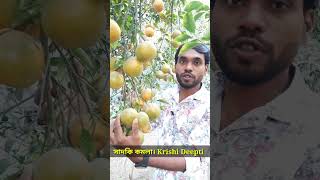 টবে মিষ্টি সাদকি কমলা Krishi Deepti