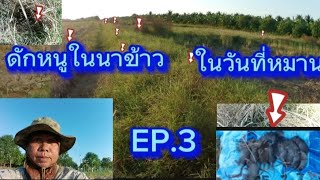 EP.3 ดักหนูในนาข้าว หมานขนาดโดนเกือบทุกหลัง #ดักหนูนา  #ดักหนู