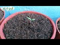 番茄苗期水分管理小技巧 tomato growing hacks for beginners