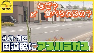 【なぜ？】高さ1メートル以上…札幌市南区の国道脇に立派なアスパラガス…食べられるのか？