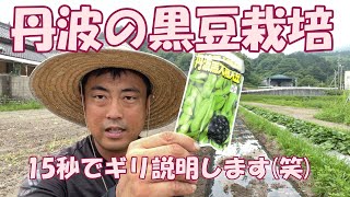 高級食材　丹波の黒豆栽培を15秒で説明する系youtuber