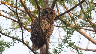 Observing Adirondack Birds | The Wild Center's Nature Lab