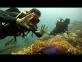 fun dive tenggol island 20th may 2023 cws stallion