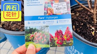 HD花店，早春第一波新上架的植物 - 有一些无名、廉价的日本枫树（记得去年的很快抢光）