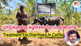 மாடுகளுக்கு கழிச்சல் நோய் குணமாக | Cattle Diarrhoea Treatment | Cow Loosemotion | TamilVillage 360