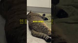 #一只肥七七 #记录猫咪日常 #猫咪