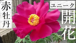 【赤牡丹】ユニーク開花【赤ﾊﾞﾗと比較】【涼宮ﾊﾙﾋの憂鬱】