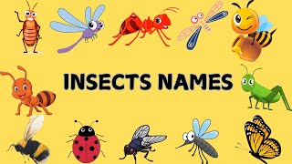 Insects and Bugs vocabulary | Different Types of Insects for children | Insects name for kids