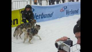 Schlittenhunde WM 2009    Werfenweng   Österreich