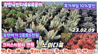 노아다육2탄/착한국민이/묵둥이/매직쨈골드.크리스티뷰티.플로렌센스.백은무.백봉.방울복랑금.베이비핑거.러블리로즈.신동.녹귀란.프릴수연.적귀성.언성.루돌프.앙블리.춥스