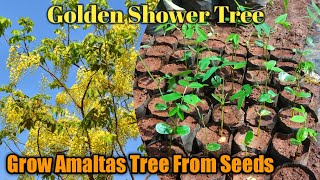 How to grow golden shower tree(cassia fistula) from seeds|अमलतास का पेड़ बीज से आसानी से लगाए