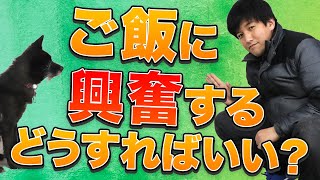 ご飯に興奮して吠えたり暴れたりする！どうすればいい？