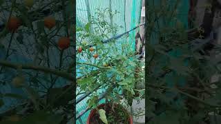 ប៉េងប៉ោះផ្លែទំហើយ #mygarden #organicfarming #rooftopgarden #garden #viral #shorts