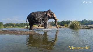 കല്ലേകുളങ്ങര രാജഗോപാലൻ #vinusworld #keralaelephants #aanakkaryam #elephant