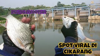 SPOT MANCING YANG LAGI VIRAL DI CIKARANG || TAWESNYA PADA TERBANG TERBANG