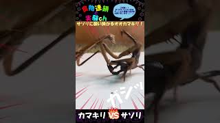 【閲覧注意】⚔オオカマキリ vs チャグロサソリ ⚔　⁂サソリに襲い掛かるオオカマキリ⁂　※給餌を目的としています　＜生物観察　昆虫バトル　捕食　給餌　飼育　奇蟲＞#shorts