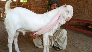 Hidden Truth of Gulabi Goats|Goat Farming in Pakistan