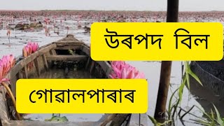 Urpod beel । Goalpara tourism । Awesome Goalpara ।