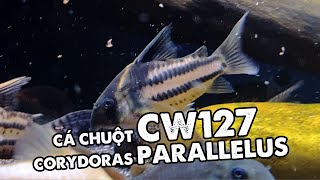 Cá chuột CW127 - Corydoras CW127 Parallelus