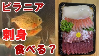 ピラニアに刺身をあげて見た結果！！