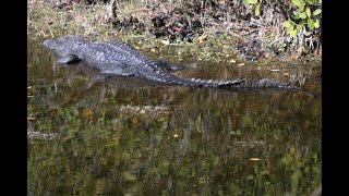 Alligator holes 5 minute Fun Fact