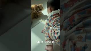 누나 어디가?_아기와고양이2탄, 11살 고양이와 7개월 아기