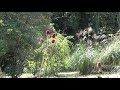 【一分動画】🌻花シリーズ　ワレモコウ　吾亦紅　＃ワレモコウ＃吾亦紅＃筑波実験植物園