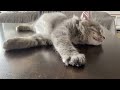 新しい猫じゃらしが気に入り過ぎて... 猫 サイベリアン 癒し ao plays with a teaser endlessly.