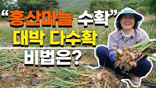 올해 비싸다는 마늘수확 현장, 손으로 뽑아도 잘뽑힌다? - 홍산마늘 수확 the harvest of red garlic