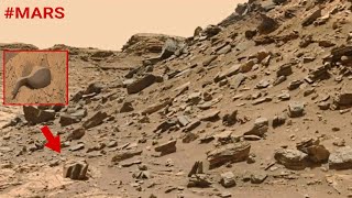 Mars Perseverance Rover Sends Perplexing Photos - Space Mission Latest Update [2022]