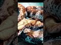 Titanoboa la serpiente mas grande que jamas existio #shorts