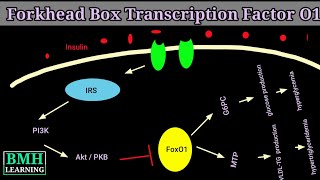 Forkhead box transcription factor O1 | FOXO1 | Gene Regulation By Transcription Factor FOXO1 |