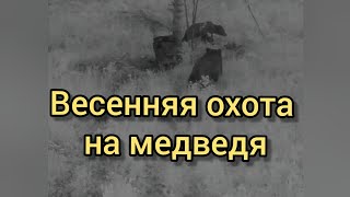 Весенняя охота на медведя