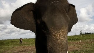 Elephants under threat in Bangladesh