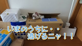 【猫】【cat】教育姉さんグリンにタジタジならん丸。