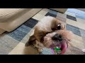 毎日たのシーズー ちゅーるの時間 多頭飼い 犬vlog