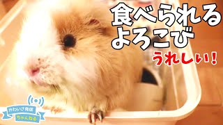 モルモットの不正咬合　歯切して少しずつ食べられるようになってきました　cute guineapig