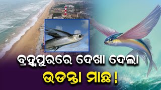 ଗୋପାଳପୁର ଜେଏସ୍ଥାଇ ପକ୍ଷରୁ ଉଡ଼ନ୍ତା ମାଛ ଚିହ୍ନଟ|| Flying Fish|| Gopalpur|| Odisha||