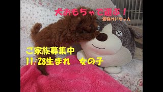 トイプードル子犬 愛称けいこちゃん（生後2ヶ月）