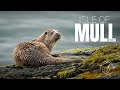 Wildlife Photography on Mull || Eagles & Otters || Part 2 || 4K