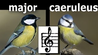 Parus major AND caeruleus [Kjøttmeis OG Blåmeis]