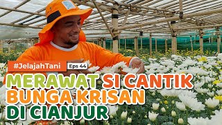 PELUANG MENJANJIKAN❗❗❗ - dari Bunga Krisan yang Cantik 💛💚❤️ | KANG JANA ROJANA - Jelajah Tani #43