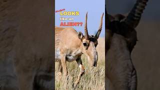 Saiga #saigaantelope #funfacts #fyp #shorts #animalcuriosities #animal #animals  #wildlife