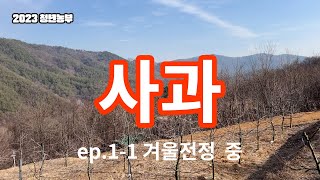 [박스팜] 2024 농부일기 - 사과편 ep.1-1 아버지의 전지법 #농부 #청년농부 #문경사과 #부사