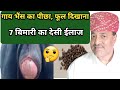 गाय /भैंस का फूल दिखाना, पीछा दिखाने का देसी इलाज/gaay bhains ka picha/Prolapse Cure