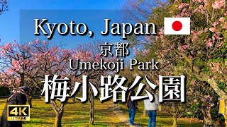 京都 梅小路公園を歩く｜梅林で美しい花見を楽しむ散策｜Umekoji Park in Kyoto, Japan, Plum Blossoms [4K]