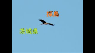 手賀の丘公園で探鳥2007年