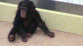 チンパンジー 双子の赤ちゃん144  Chimpanzee twin baby