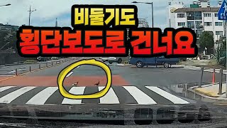 12418회. 비둘기도 횡단보도로 건너요